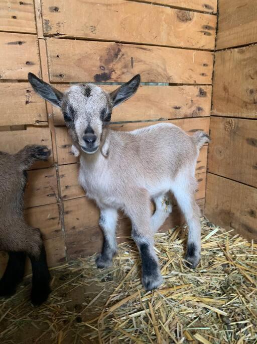 Maisonnette En Clairiere De Foret Gambais Dış mekan fotoğraf
