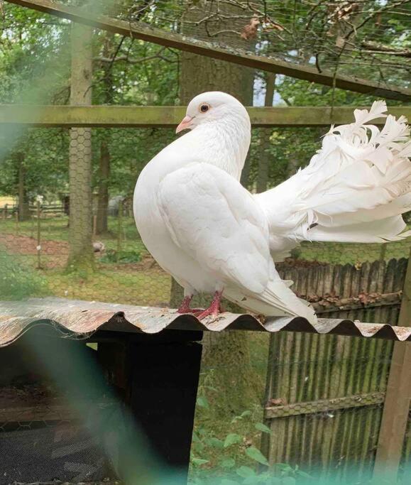 Maisonnette En Clairiere De Foret Gambais Dış mekan fotoğraf