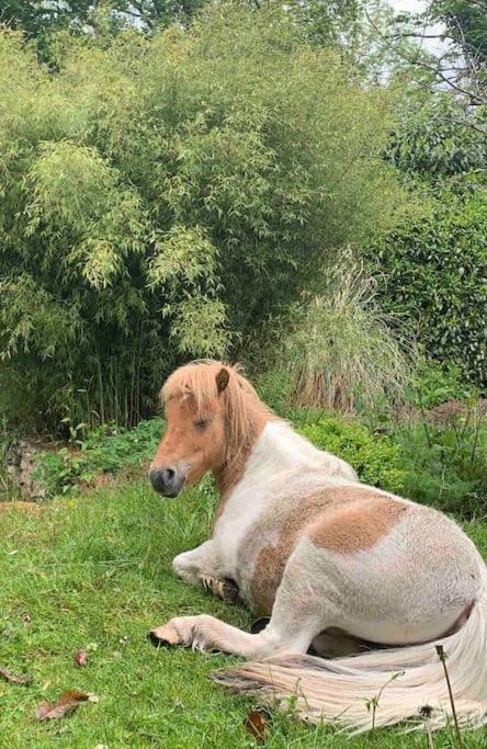 Maisonnette En Clairiere De Foret Gambais Dış mekan fotoğraf